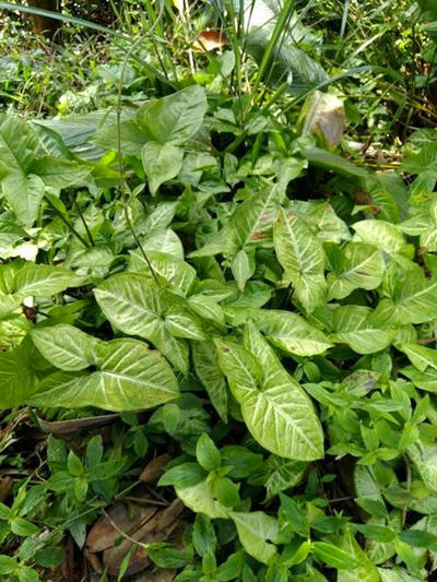 合果芋叶子蔫,合果芋叶子有斑点怎么办