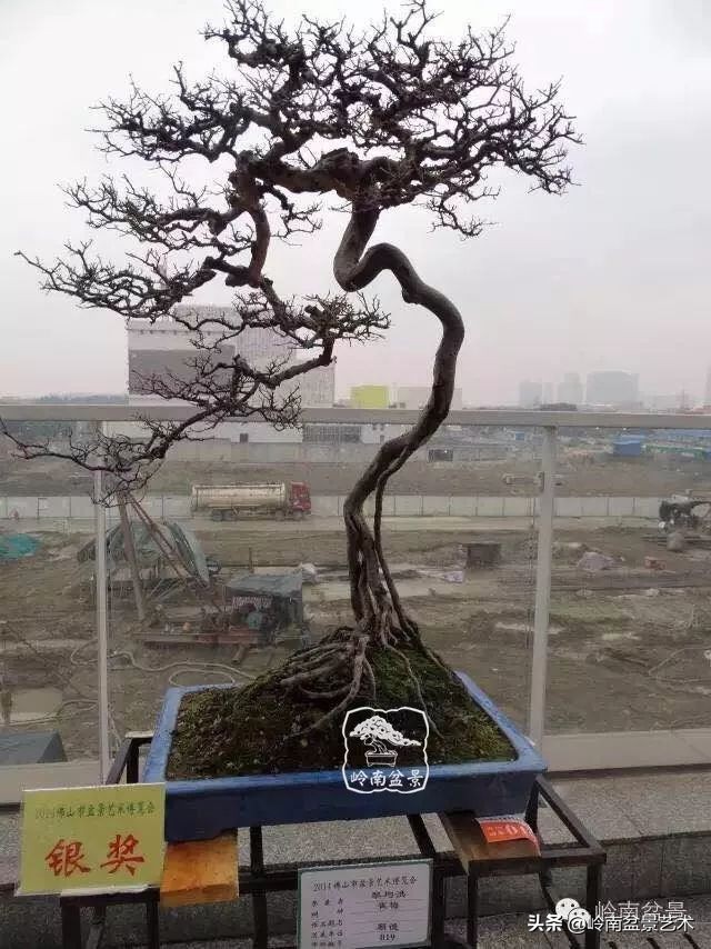 以根代杆下细上粗式盆景图片,十种适合吊着养的盆景