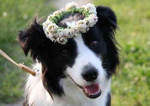 男孩子适合养的狗是什么狗,什么狗霸气好养听话