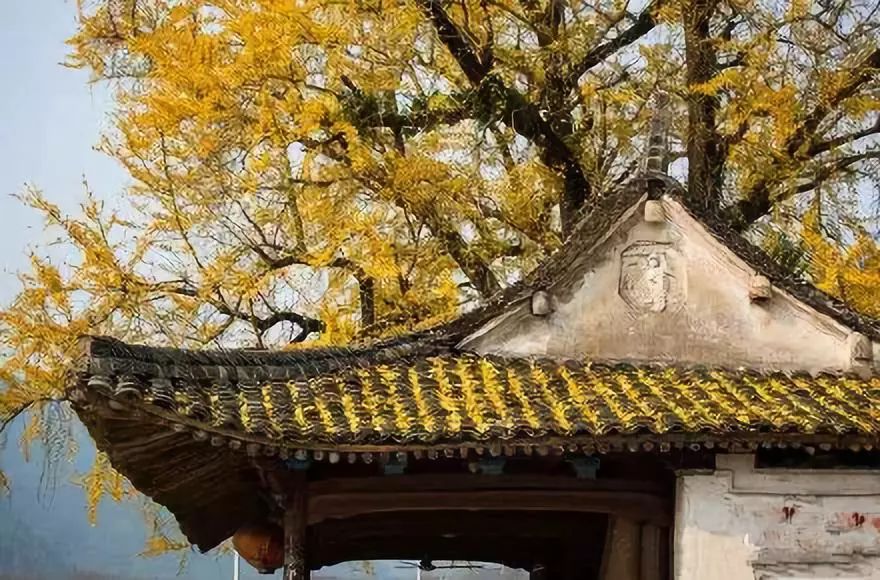 温州银杏哪里最美,温州秋冬的银杏树确实美