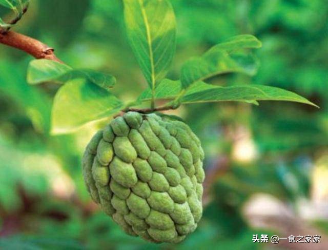 土豪吃得起的四种顶级水果,中国公认最好吃的六种水果