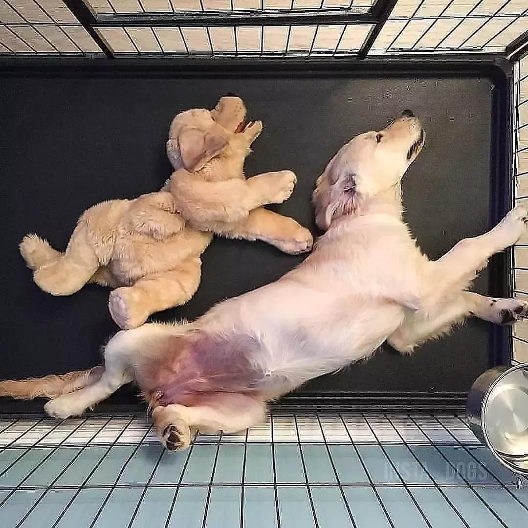 狗狗适合什么玩具及如何和它玩耍,养宠物狗给它准备什么