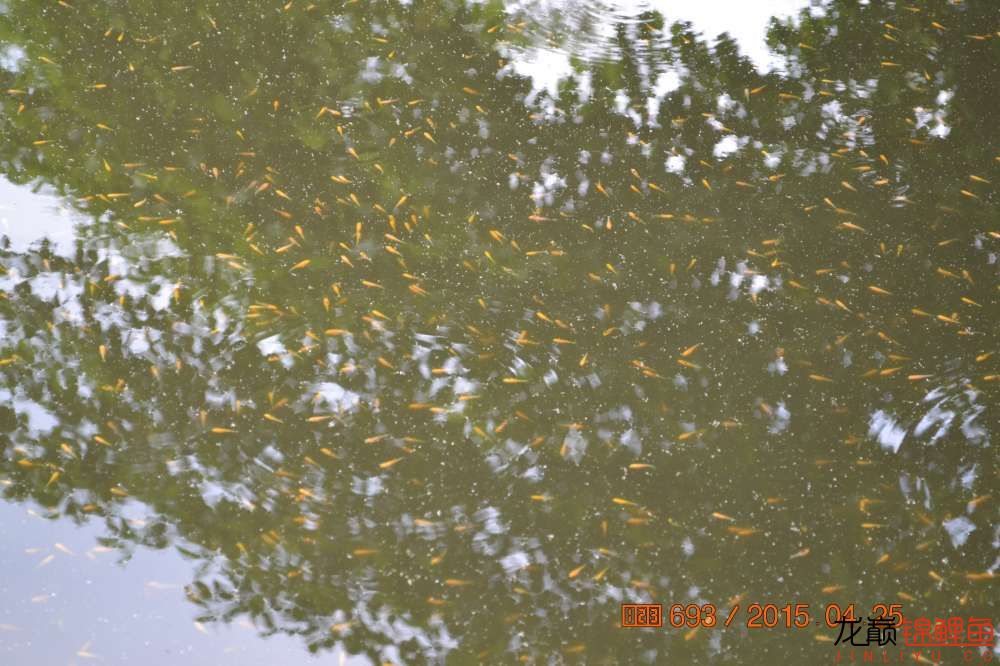 锦鲤苗成长,日本锦鲤水花苗成长