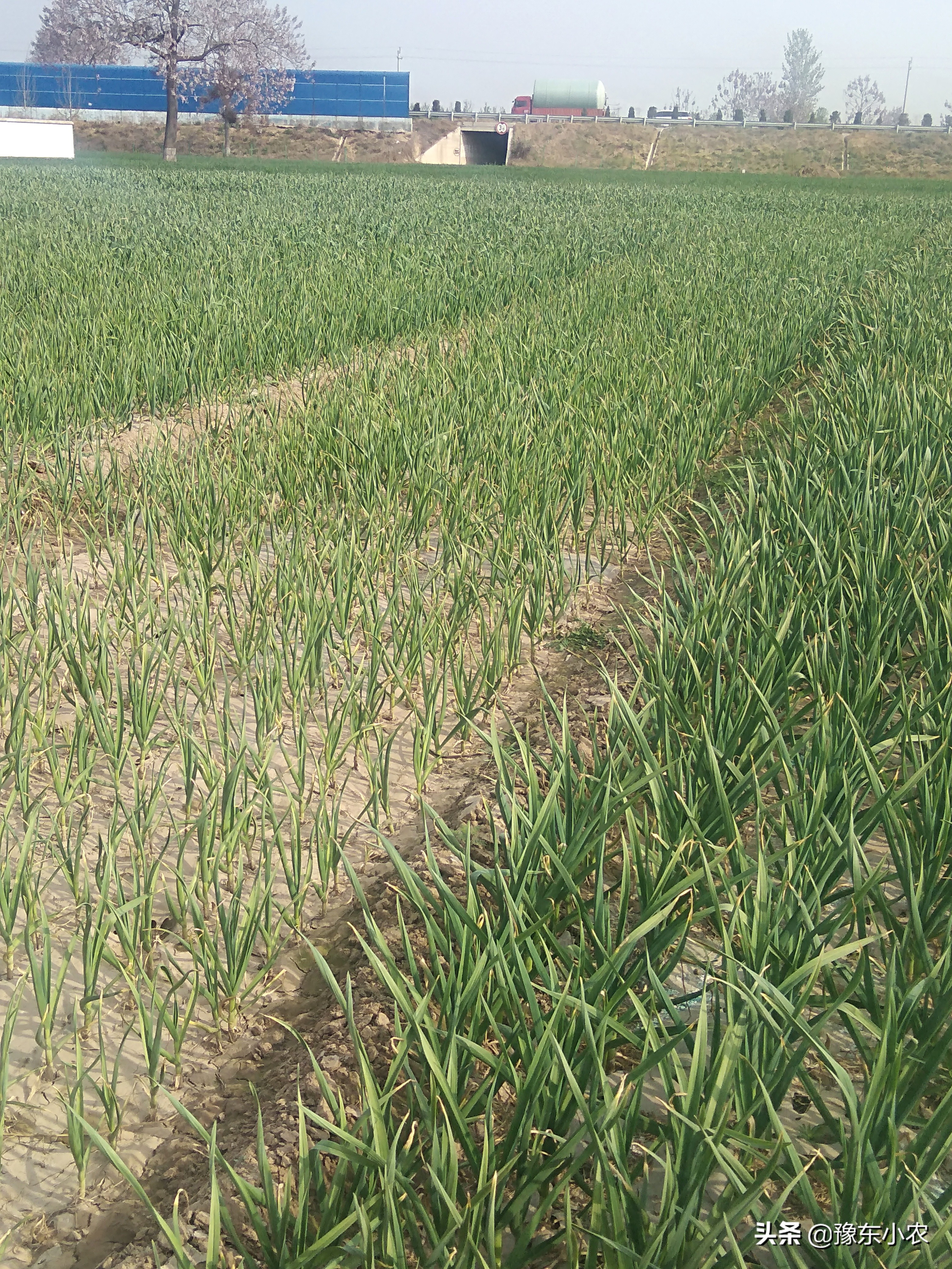 大蒜返青期根部病害,大蒜出芽后苗黄苗弱