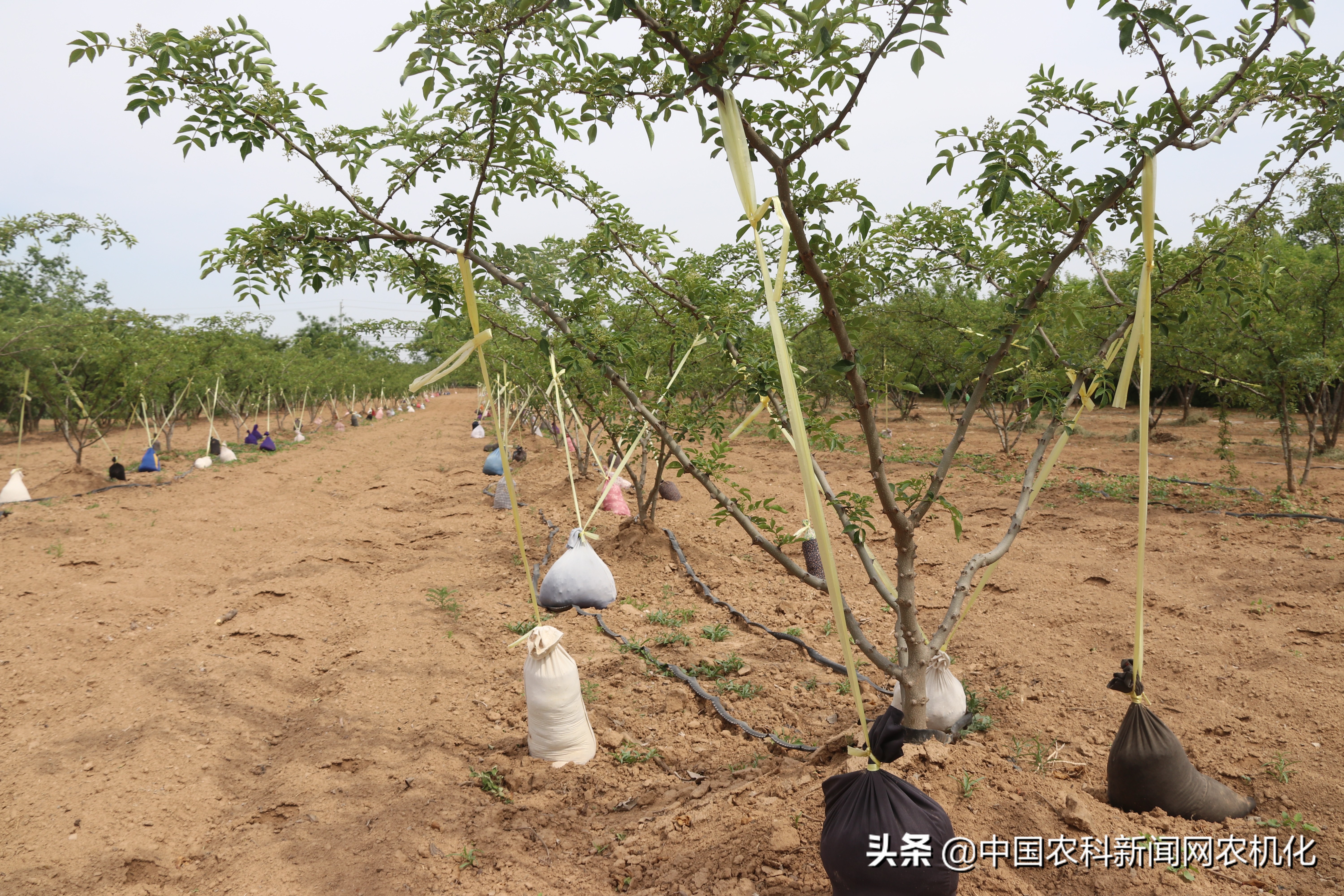 西农大帮扶合阳百良镇发展花椒产业,贫困户走上致富路