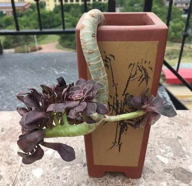 没躲过夏季多肉陡长，学习大神这样做，养成绝美老桩