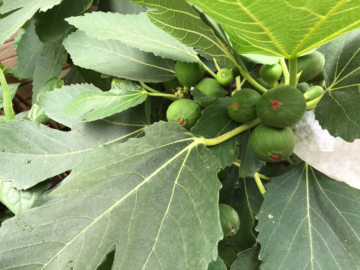 盆栽无花果结果后如何管理,盆栽无花果挂果后怎么养