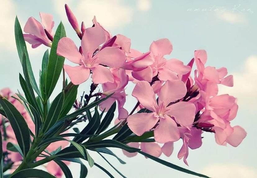 13种有毒的盆栽花卉有哪些,十种有毒的花卉有哪些