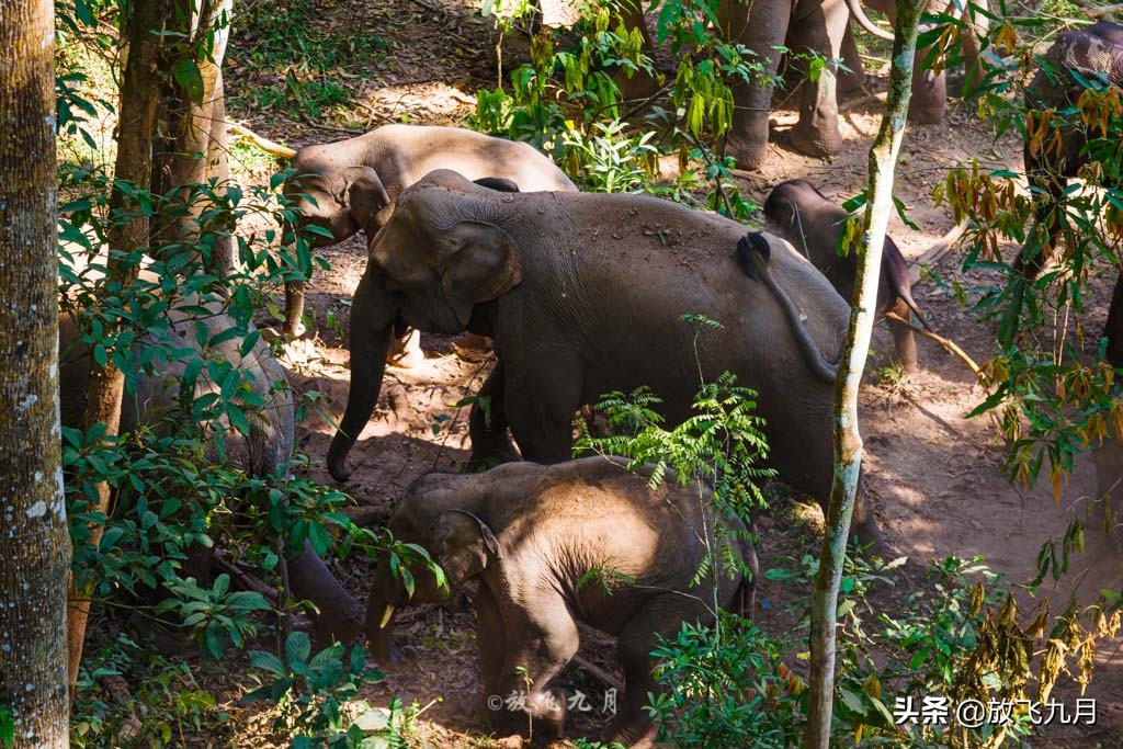 西双版纳必玩三个景点旅游攻略,西双版纳主要景点自由行