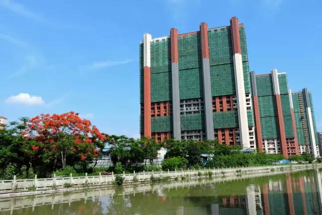 毕业季的凤凰花和栀子花,毕业季凤凰花开的时候