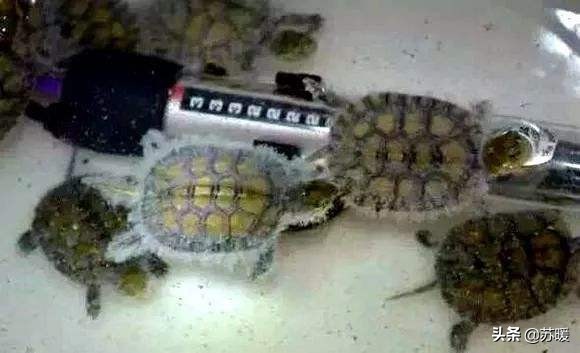 乌龟腐甲腐皮最佳治疗方法,乌龟脱皮和水霉病的区别