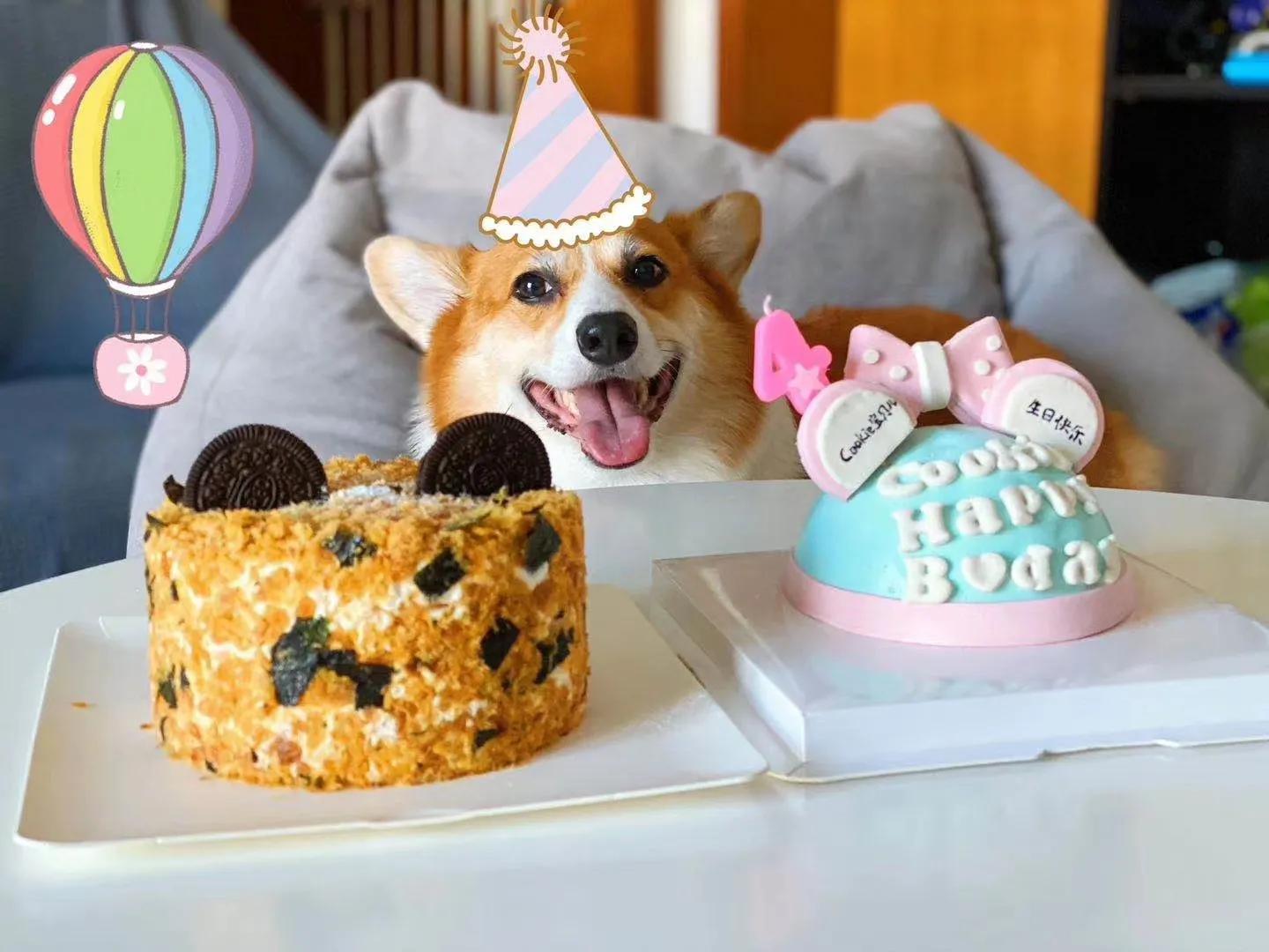 狗狗皮肤病去宠物医院如何防坑,狗狗的皮肤病用什么药好得快