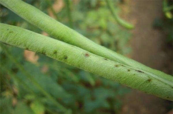 菜豆锈病药剂防治方法有哪些,菜豆锈病最适宜发生的条件有哪些