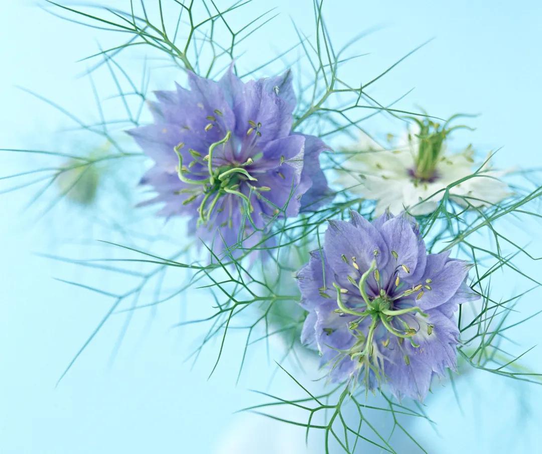 花店销售必知花语是什么,花店花语大全寓意