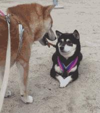 免费app是怎么盈利的,免费视频网站靠什么盈利