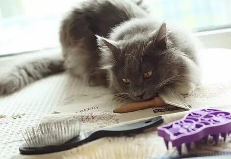 猫咪经常呕吐是什么原因及治疗,猫咪呕吐棕黄色的东西是怎么回事