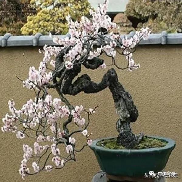 桩景类树种都有哪些,100种常见景观树种