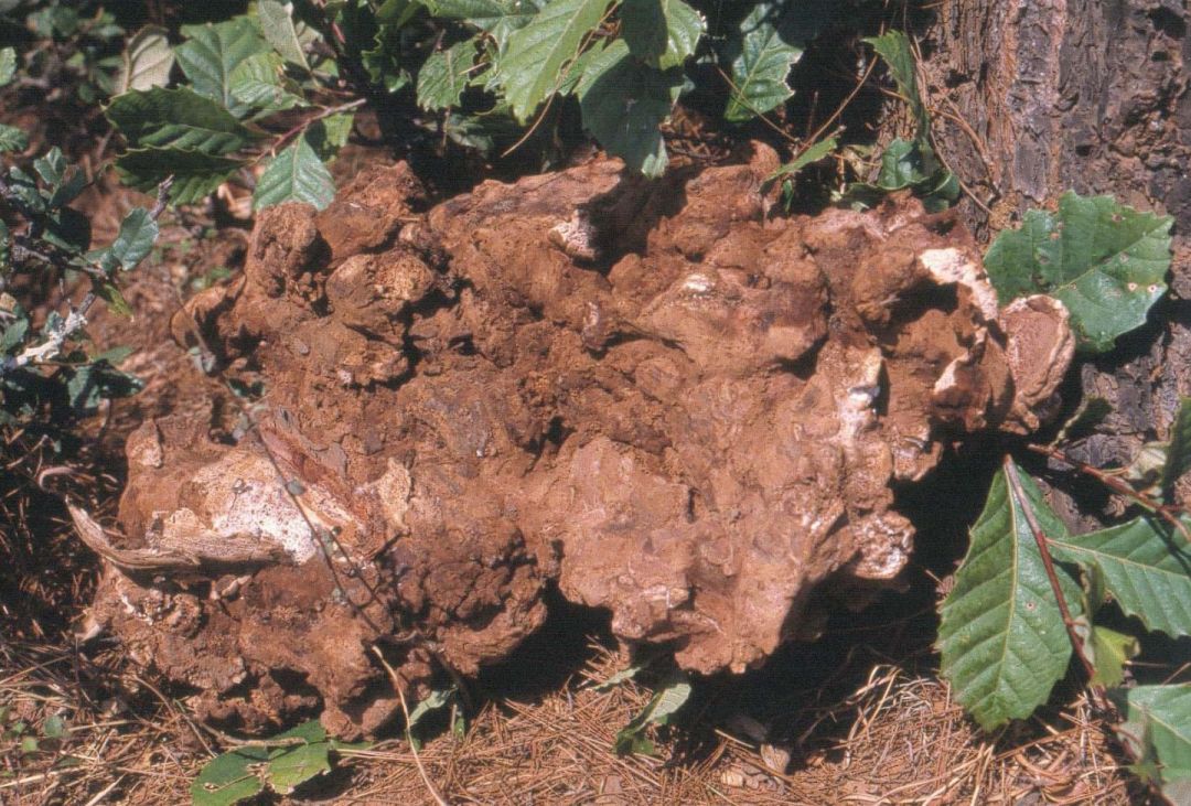 十大抗击疫情中药方,抗疫中药方中大量用茯苓