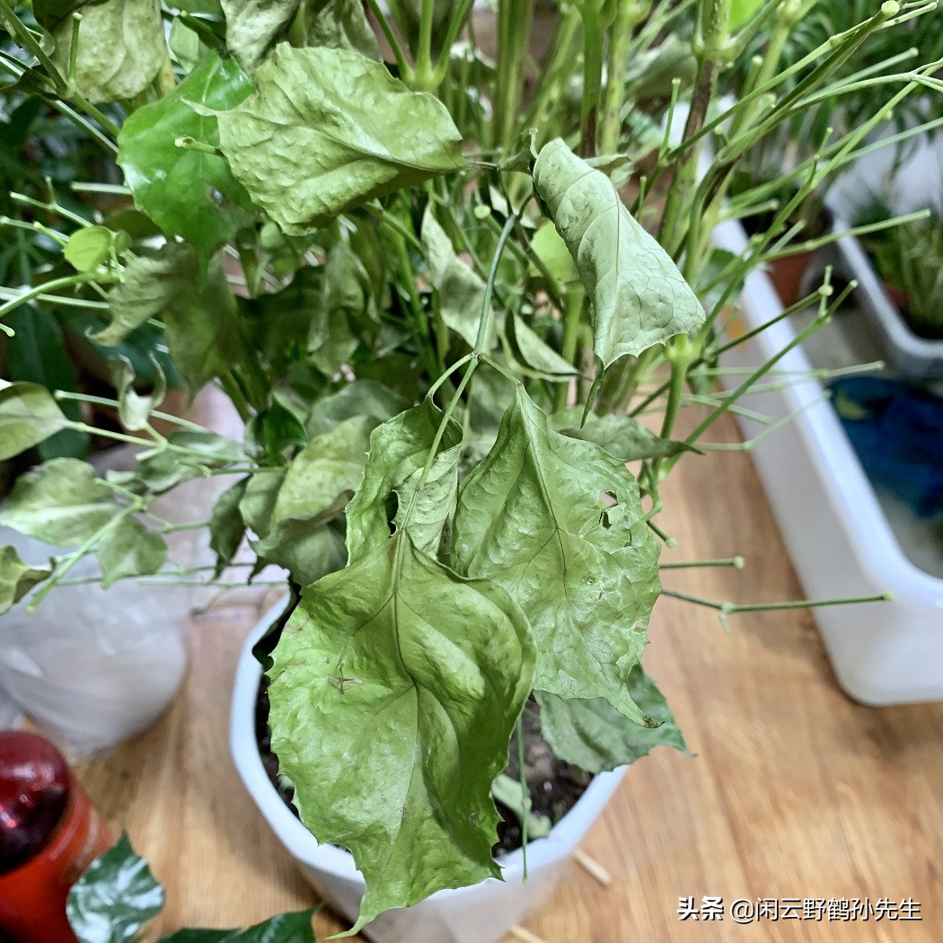 冬季幸福树掉叶喷什么,幸福树冻伤的症状识别与防治