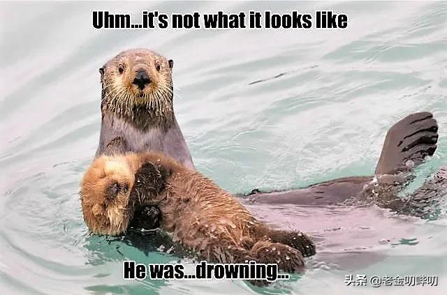 水獭与平头哥是同科吗,水獭动物界的平头哥