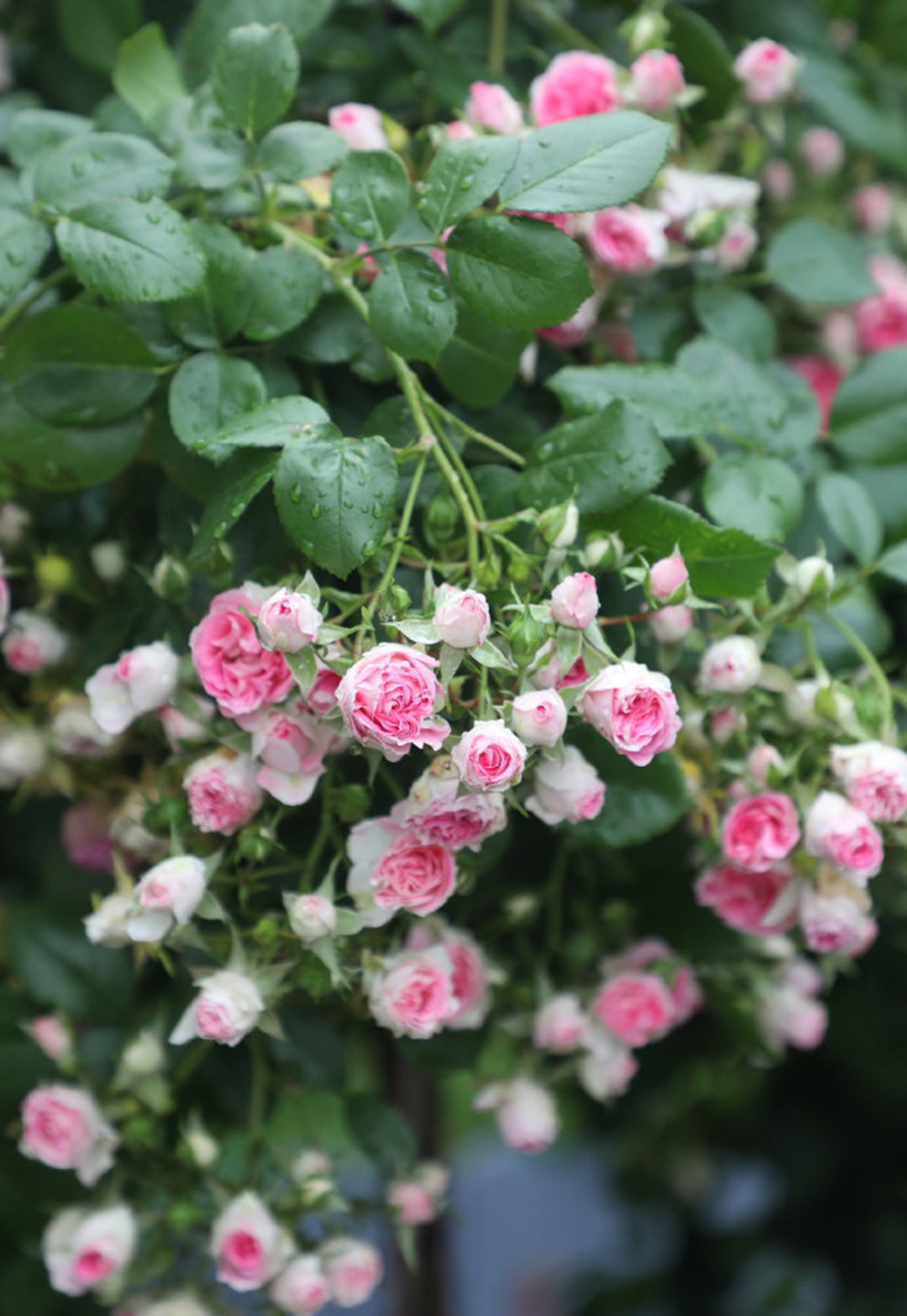院子种什么爬藤最好,适合院子里种的爬藤植物