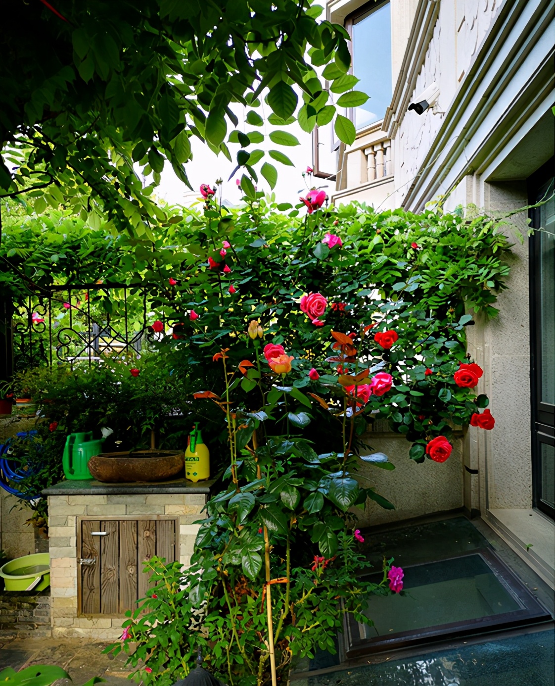 家门口种什么树能乘凉寓意好,无花果树为何不能栽家院子里迷信