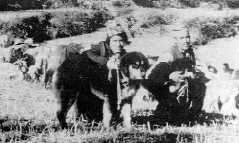 那些年我们养过的狗子,记者揭露藏獒黑幕