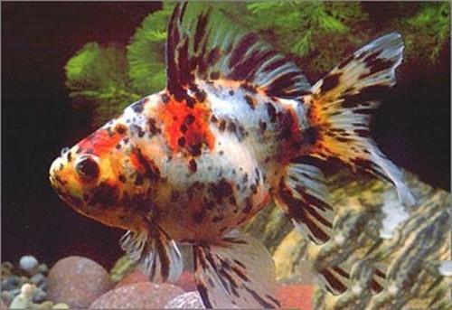 养观赏鱼小知识大全,养观赏鱼知识大全