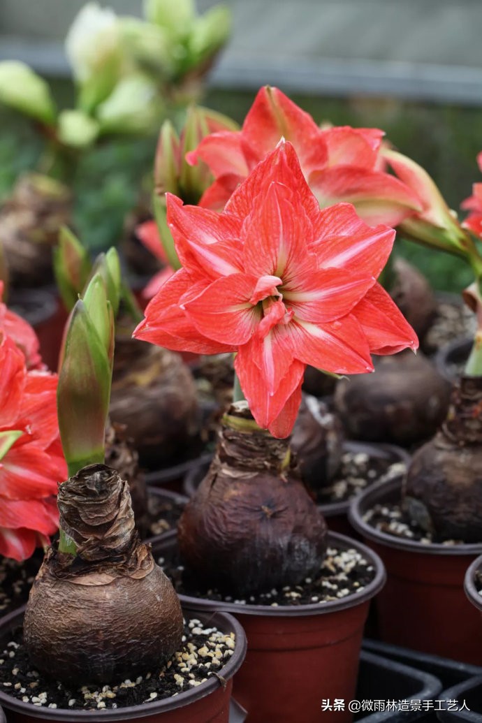 教你让朱顶红爆盆技巧