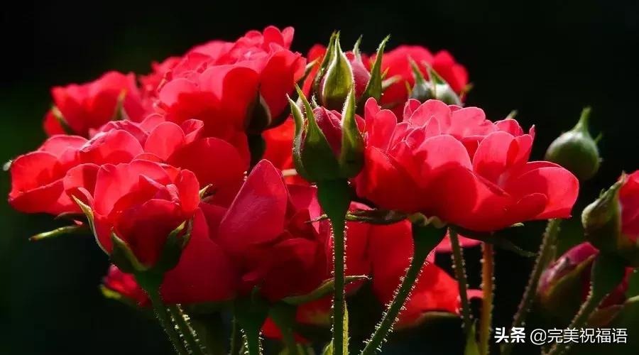 一岁一心境一年一感悟文案,一生一世一心一意深度好文