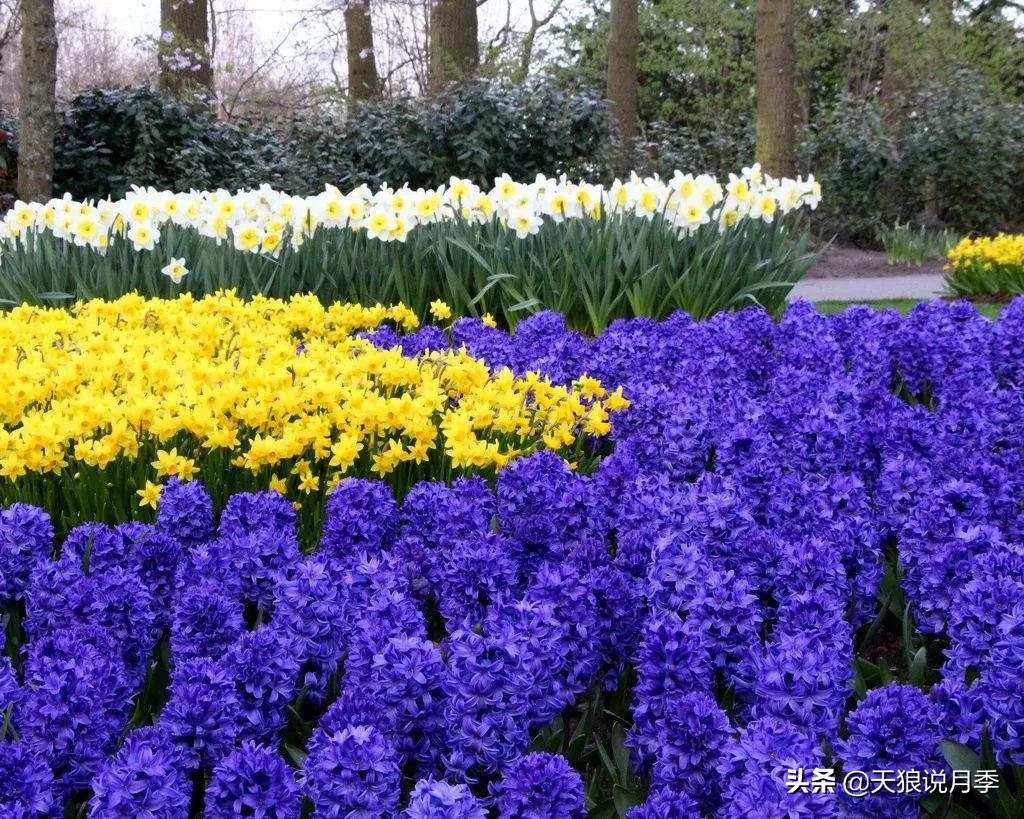 狼家球根怎么样,狼家球根上市了吗