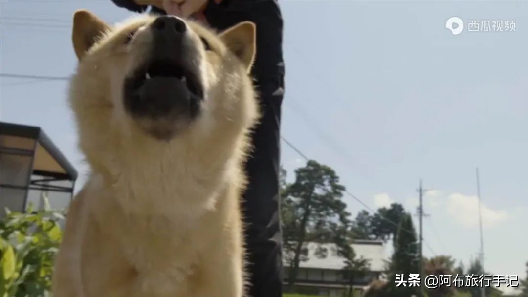 豆瓣9.1分，看过不足1500人，我却复盘了张日本最全野游图