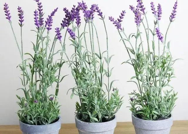 驱蚊的花哪一种最好养,这8种花随便养一盆蚊虫不敢来