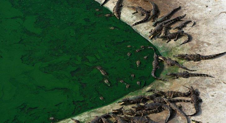 鳄鱼可以合法养殖吗,人工养殖鳄鱼100斤一条多少钱