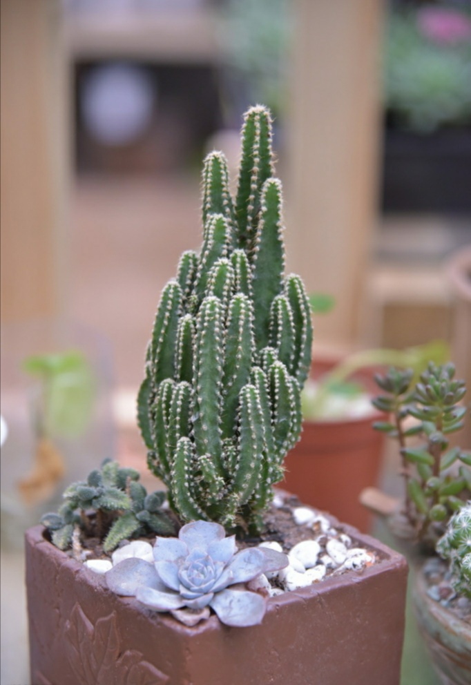 “常年丑貌君不问，一日花红万户惊”——仙人掌的产地及精品赏析