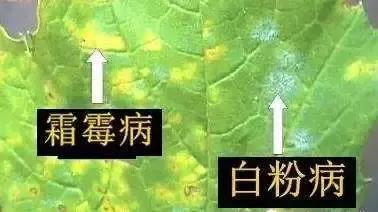 巴斯夫锐收果香杀菌剂作用,农药杀菌剂分类与杀菌作用