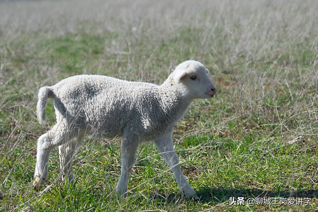 文化解读:“赢,羸,嬴”区别在哪?学习汉字,传递知识