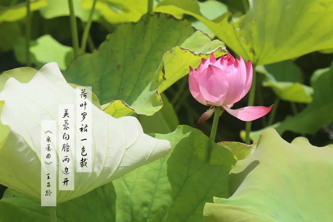 赏荷100首荷花短诗,一起赏荷花的诗词歌赋