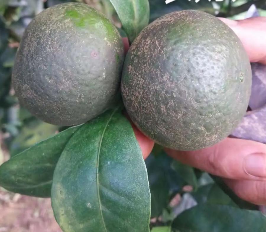 果农说，关于白癞病，走了太多弯路！总结全套方案分享，解决疑点