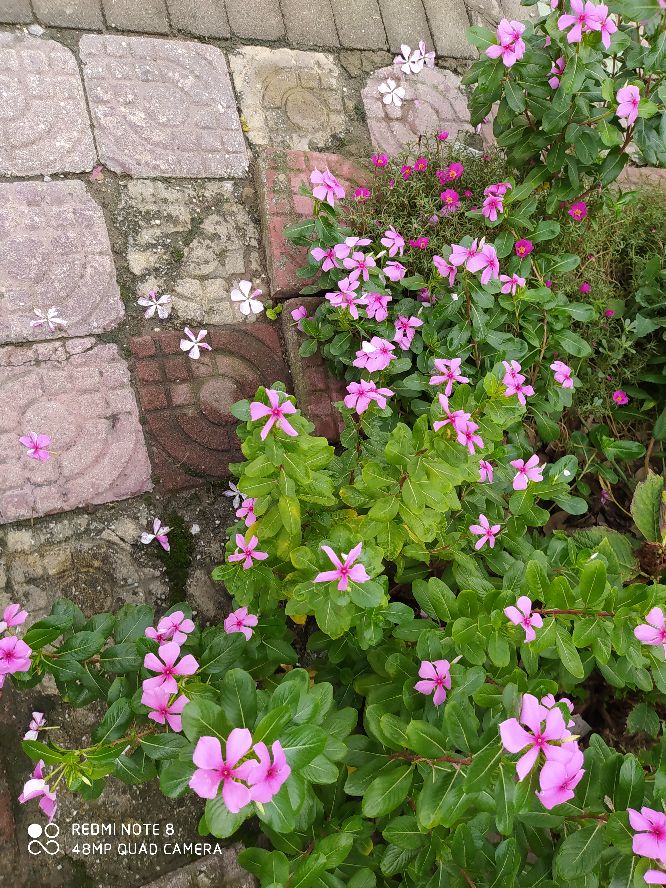 乘风破浪宁静和小花,宁静的小花