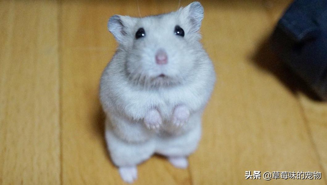 仓鼠在室内丢了怎么找到它,仓鼠失踪