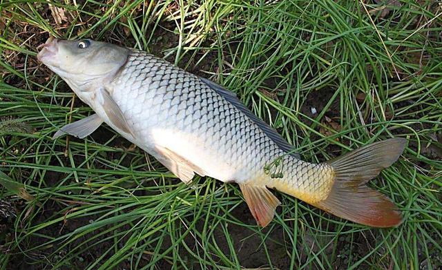 4月钓鲫，这2款窝料，助你上鱼事半功倍