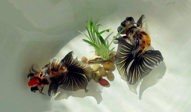 各种金鱼的特点都是什么,品种繁多的金鱼是由什么决定的