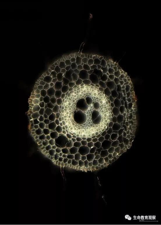 看完后，整个人都有点不对劲了（传播生物知识）