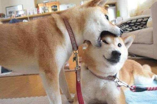 柴犬狗狗真的是通人性的,狗狗柴犬有多可爱呢