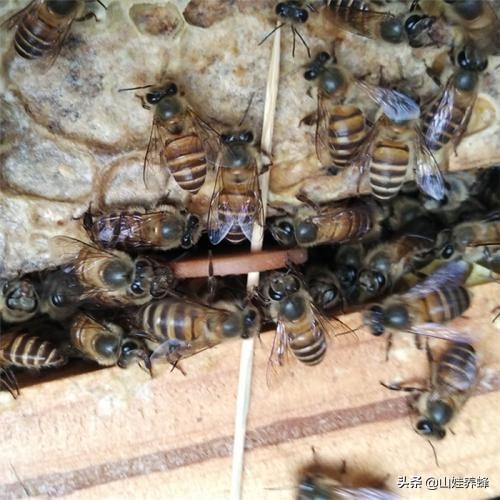 蜂群如何治巢虫,蜂群里有工蜂怎么防治