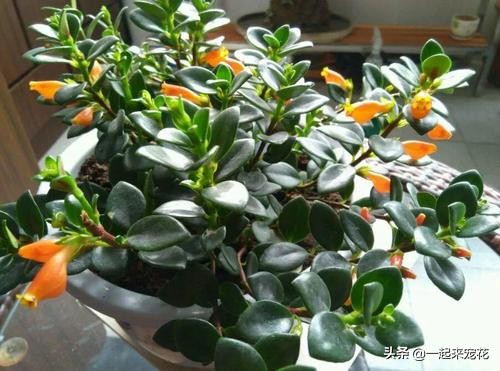 金鱼吊兰冬天怎么养才能爆盆,金鱼吊兰夏天能插活吗