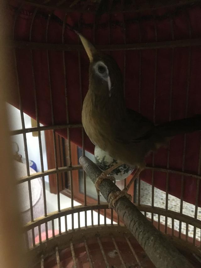 画眉负口鸟如何养成正口,画眉鸟负口了怎么恢复