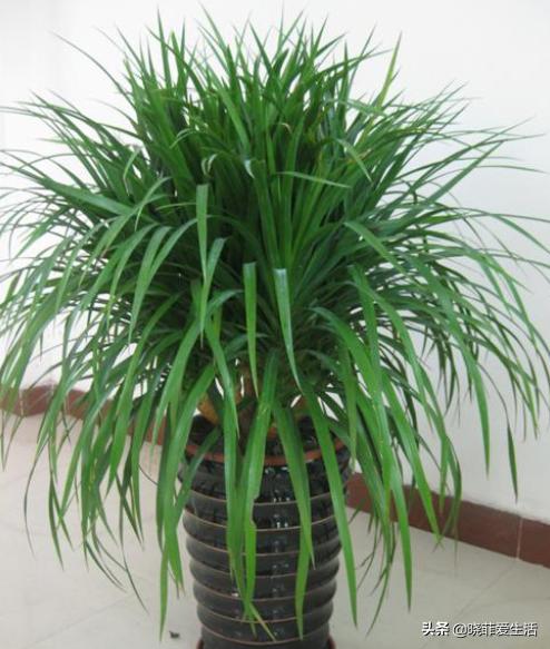 好养又寓意好的室内花,室内好养的对身体好花有几种