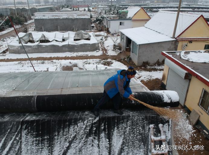 樱桃好吃树难栽大樱桃树视频,樱桃好吃树难栽口难开